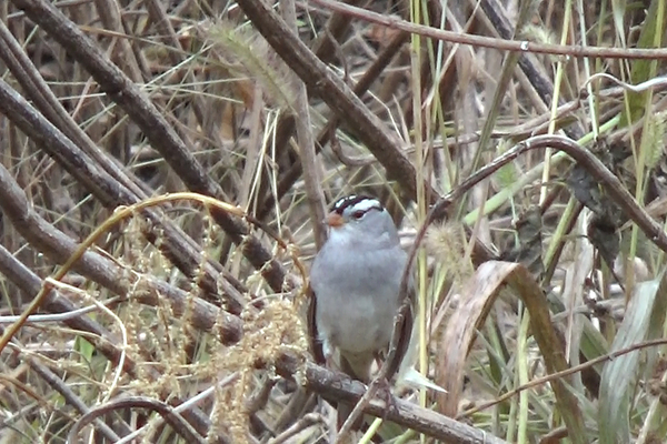 Sparrows in Winter on McDowell Creek
