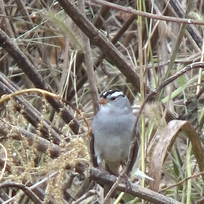 Sparrows in Winter on McDowell Creek