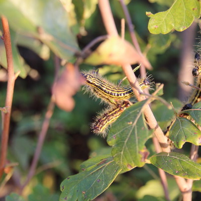 Datana caterpillars, fragrant sumac, 9-27-12