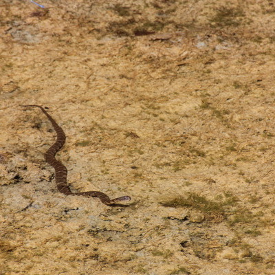 Crystal Pond & our resident Northern Water Snake