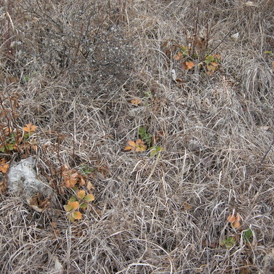 Winter Prairie. Betsy Roe photo, Dec. 2012.
