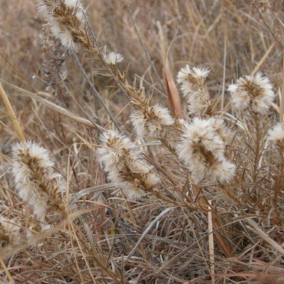 Winter Liatris. Betsy Roe photo, Dec. 2012.